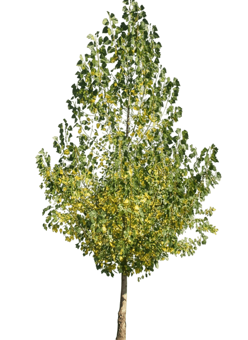 Cottonwood, Siouxland Cottonless (Populus Deltoides 'Siouxland') - Shade Trees