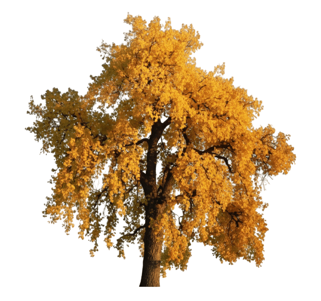 Cottonwood, Straight Plains Cottonless (Populus Sargentii ‘Jeronimus’) - Shade Trees