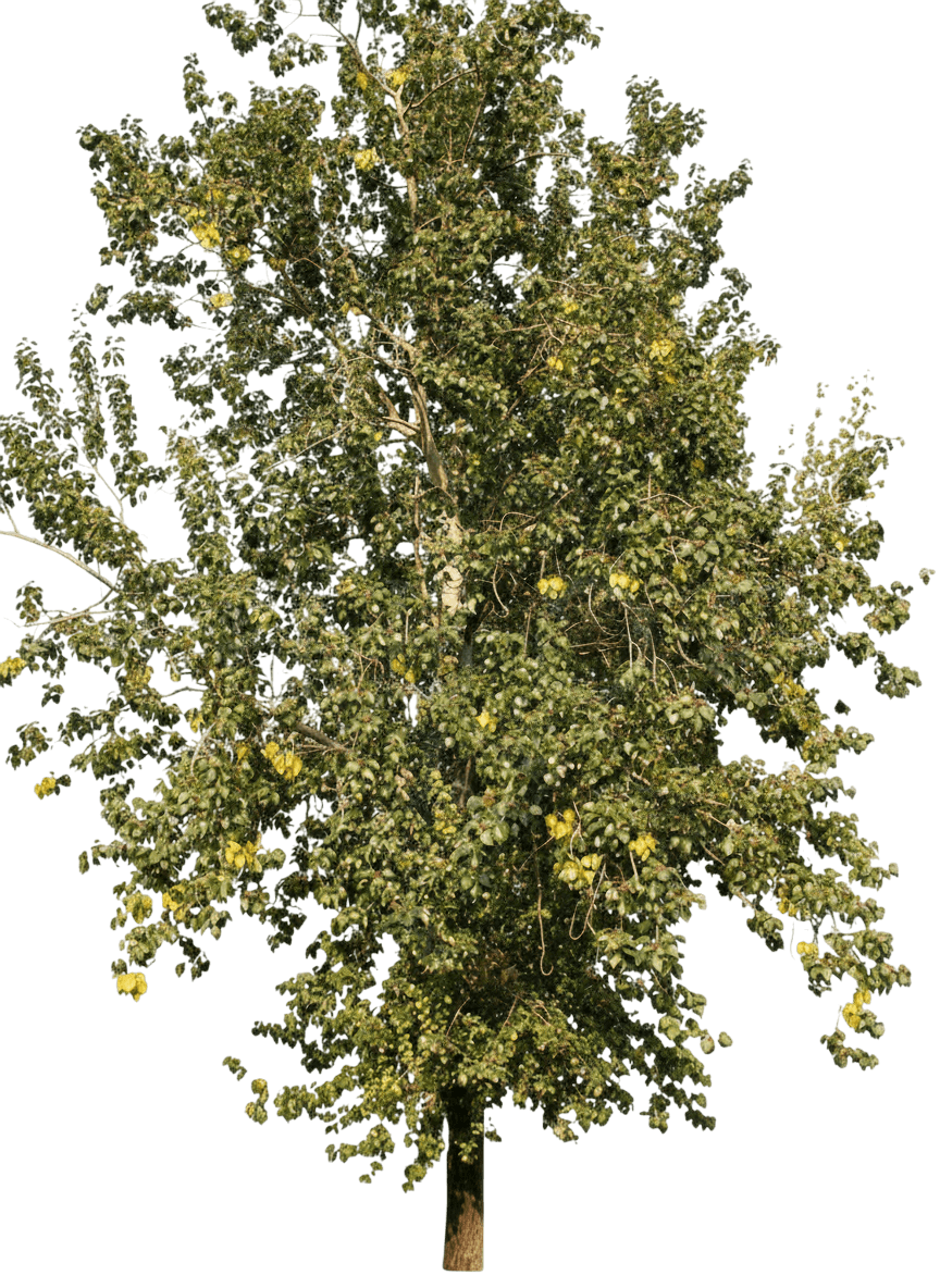 Poplar, Chinese White (Populus Tomentosa) - Shade Trees