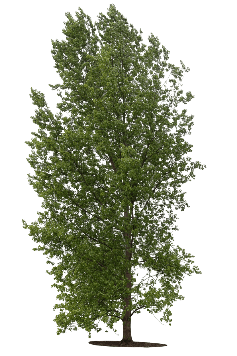 Cottonwood, Lanceleaf Cottonless (Populus X Acuminate) - Shade Trees