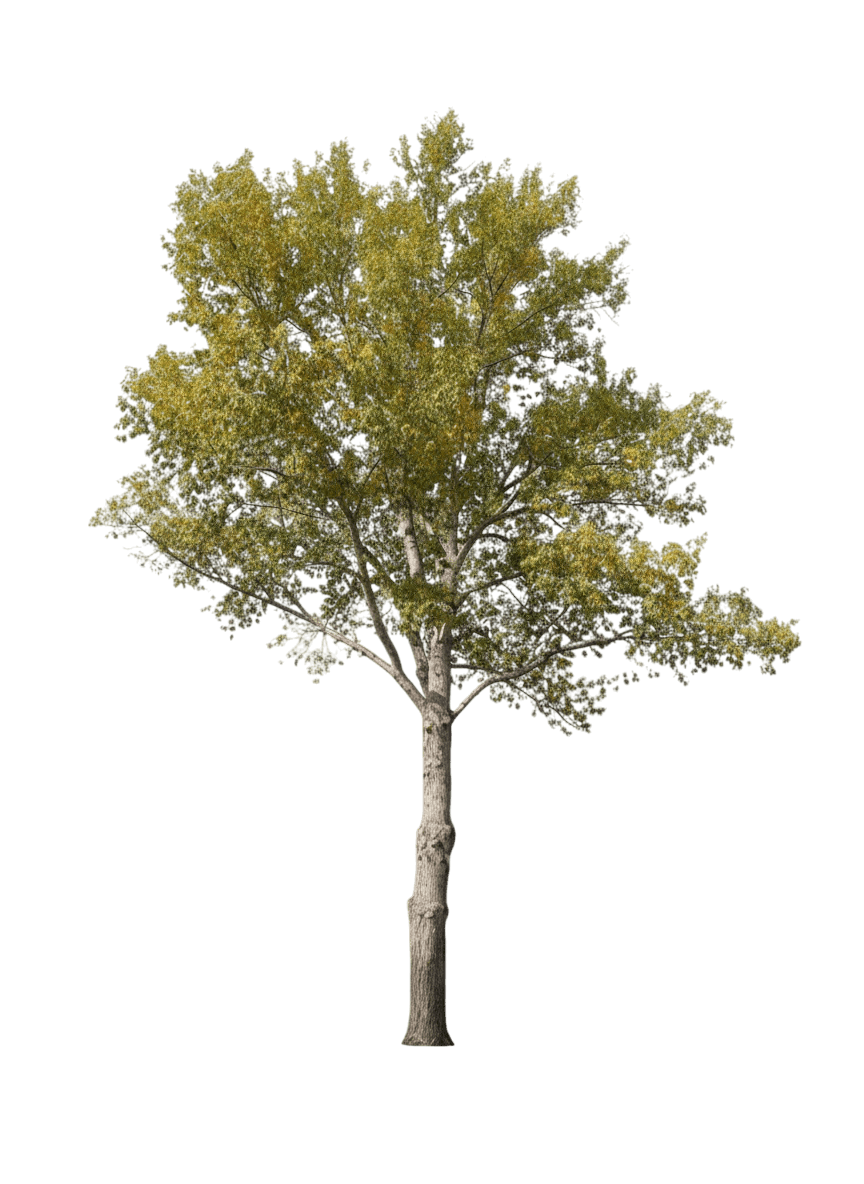 Cottonwood, Narrowleaf Cottonless (Populus X Angustifolia) - Shade Trees