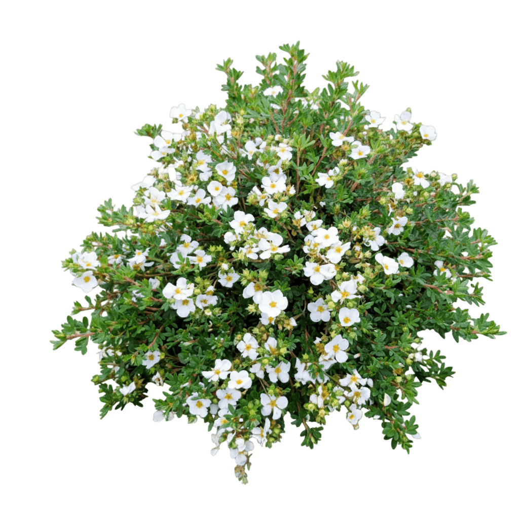 Potentilla, Bella Bianca (Potentilla Fruticosa ‘Bella Bianca’) - Ground Layers