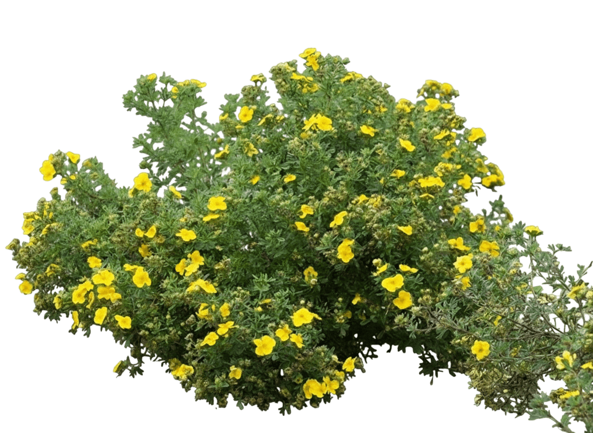 Potentilla, Gold Star (Potentilla Fruticosa ‘Gold Star’) - Ground Layers