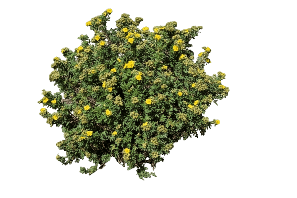 Potentilla, Jackman (Potentilla Fruticosa ‘Jackman’) - Ground Layers