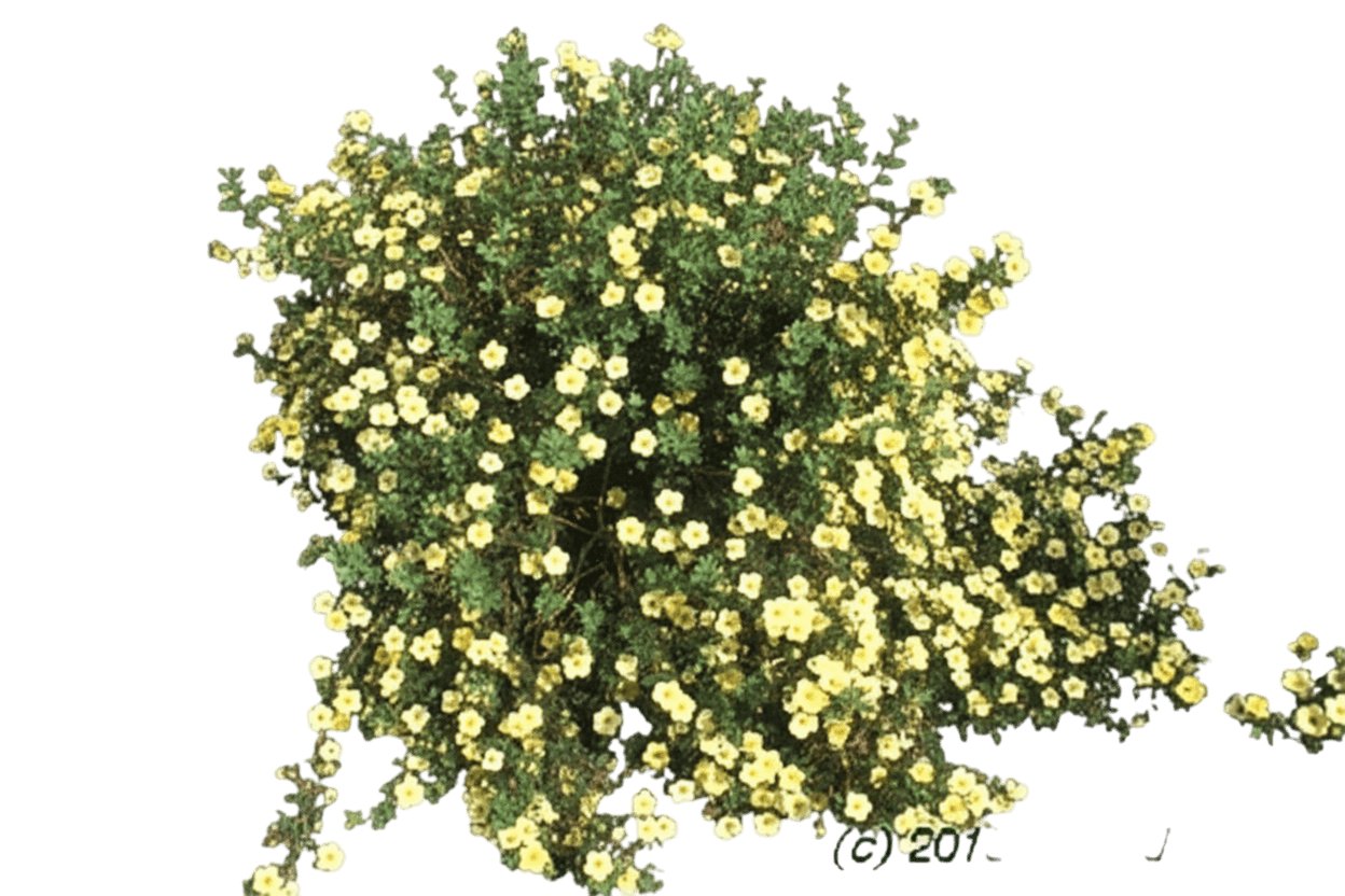 Potentilla, Katherine Dykes (Potentilla Fruticosa ‘Katherine Dykes’) - Ground Layers