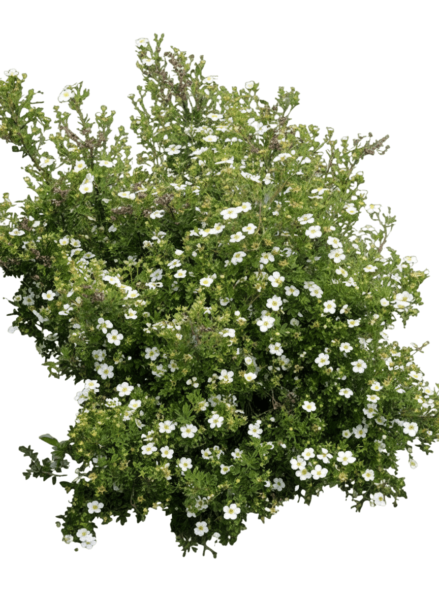 Potentilla, Snowbird (Potentilla Fruticosa ‘Snowbird’) - Ground Layers