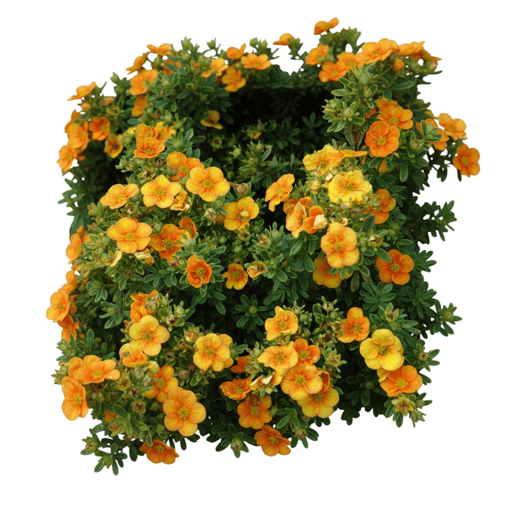 Potentilla, Tangerine (Potentilla Fruticosa ‘Tangerine’) - Ground Layers