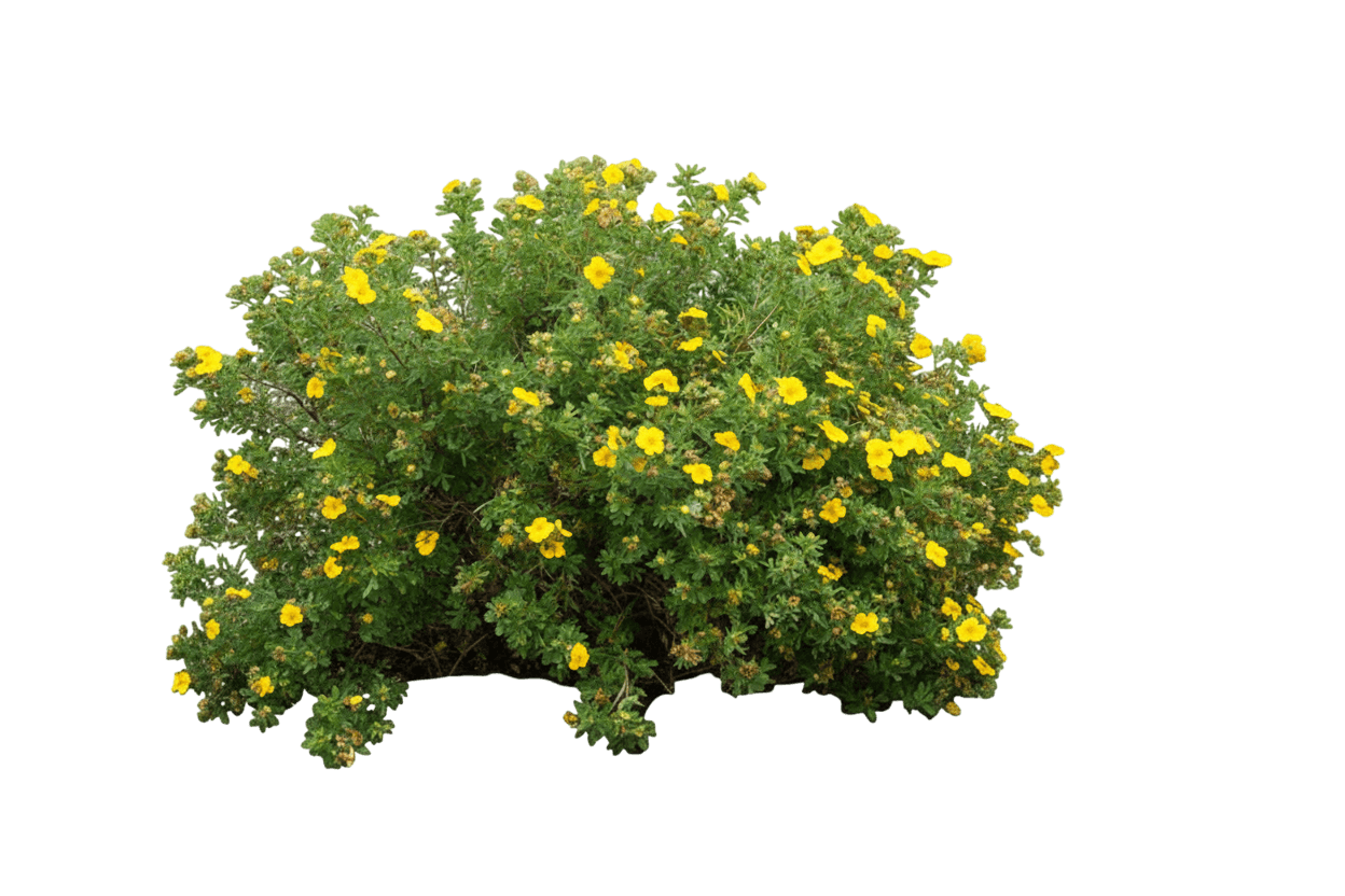 Potentilla, Dakota Sunspot® (Potentilla Fruticosa 'Fargo') - Ground Layers