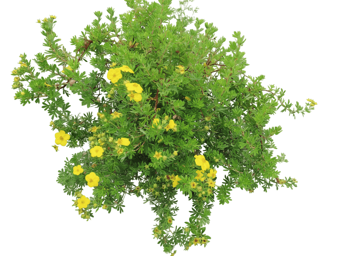 Potentilla, Goldfinger (Potentilla Fruticosa 'Goldfinger') - Ground Layers