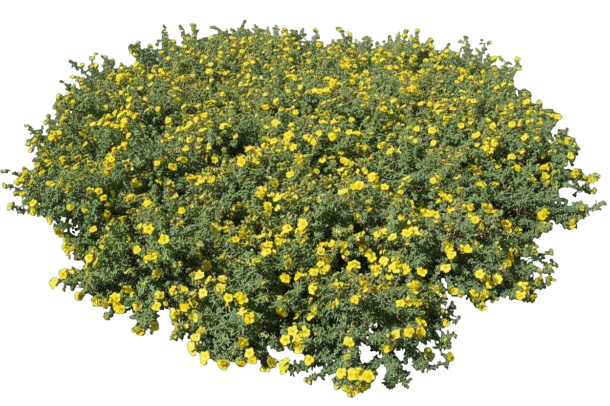 Potentilla, Yellow Gem (Potentilla Fruticosa 'Yellow Gem') - Ground Layers