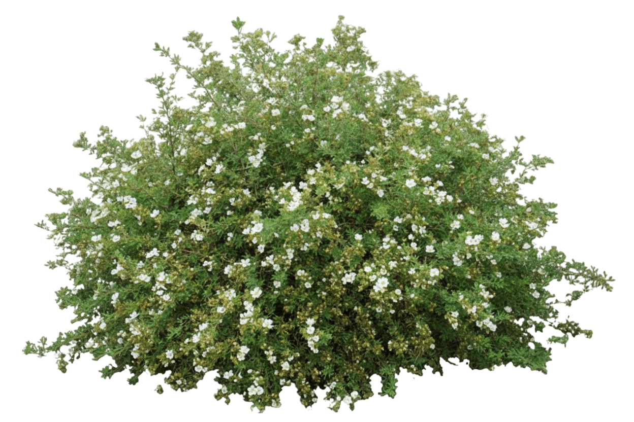 cinquefoglie cespugliosa (Potentilla Fruticosa S White 'Mckay') - Piante dello strato basso