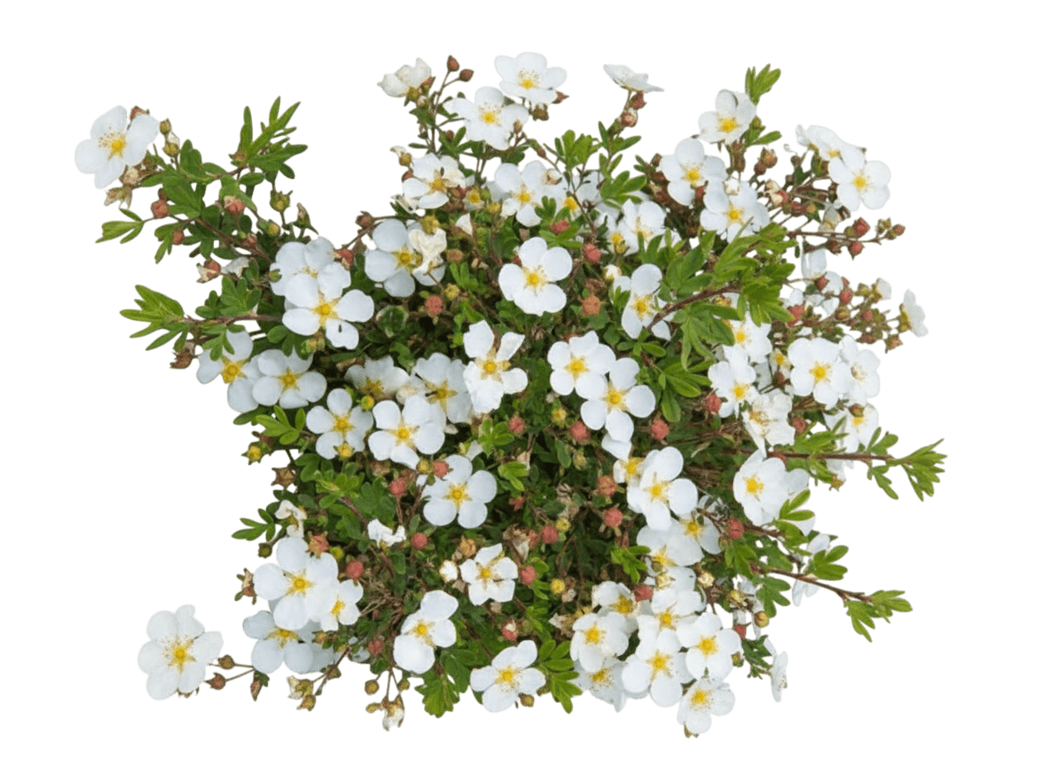 Potentilla, Prairie Snow (Potentilla Fruticosa Va. ‘Davurica’) - Ground Layers