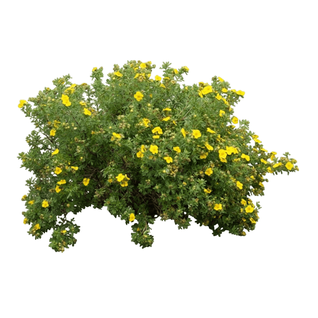 Potentilla, Colorado Sunshine (Potentilla Fruticose 'Colorado Sunshine') - Ground Layers
