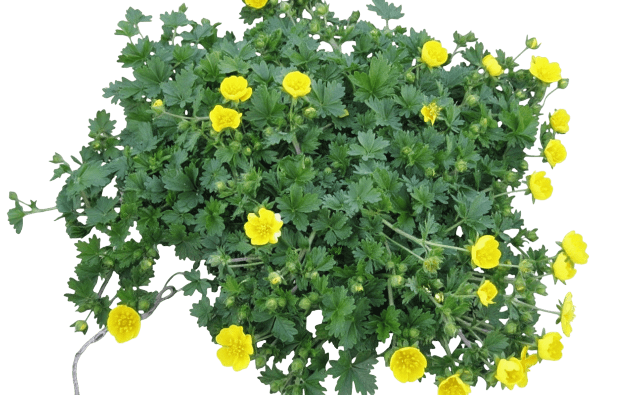 Cinquefoil, Alpine (Potentilla Neumanniana 'Nana') - Ground Layers