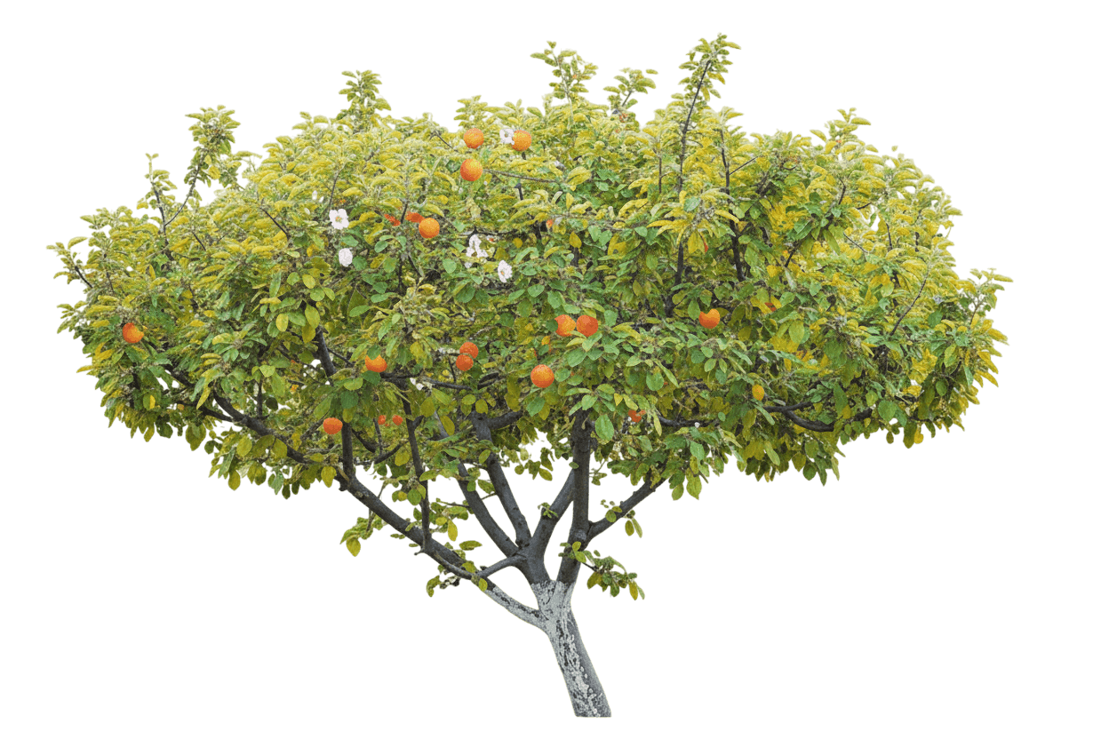 Apricot, Tilton (Prunus Armeniaca 'Tilton') - Fruit Trees