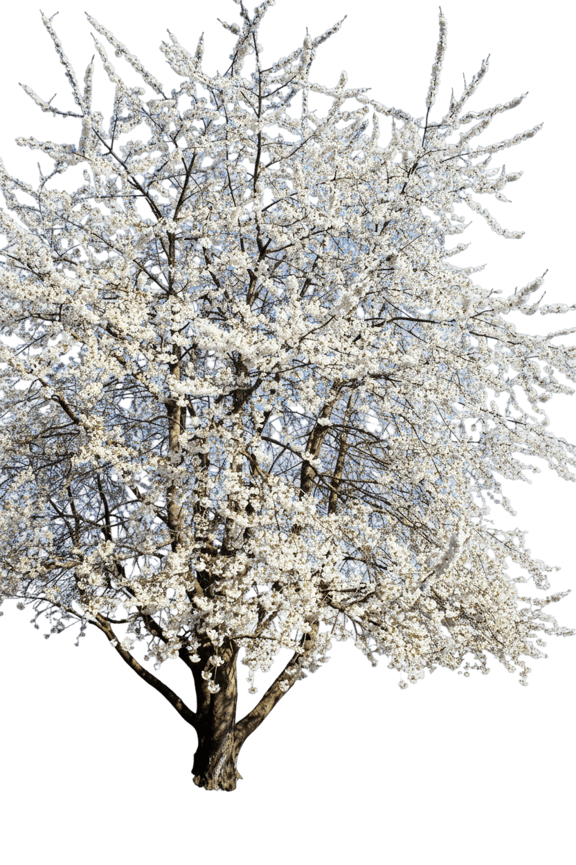 Stella Cherry (Prunus Avium 'Stella') - Fruit Trees