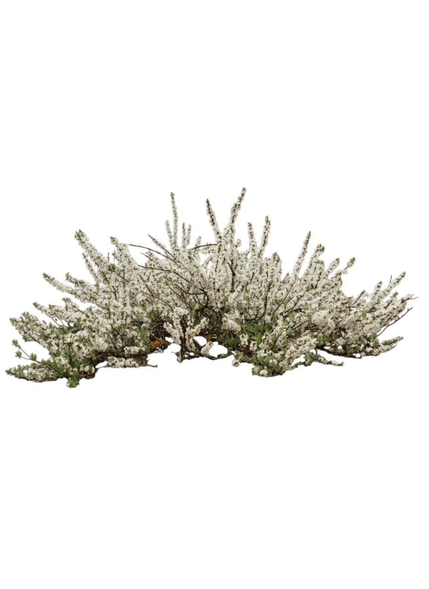 Sand Cherry, Pawnee Buttes® (Prunus Besseyi ‘Pawnee Buttes’) - Ground Layers