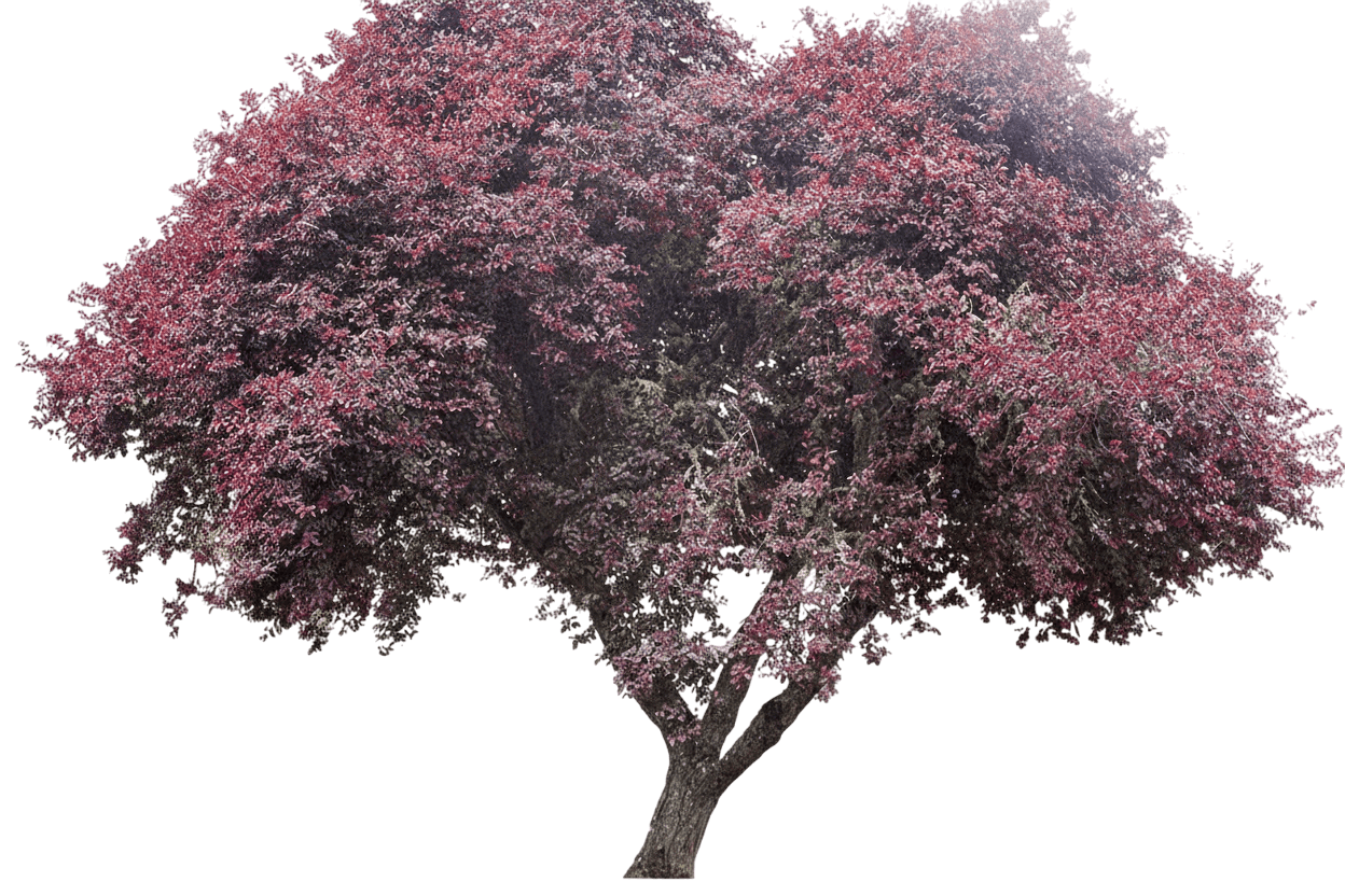 Plum, Kankakee (Prunus Cerasifera ‘Kankakee’) - Flowering Trees
