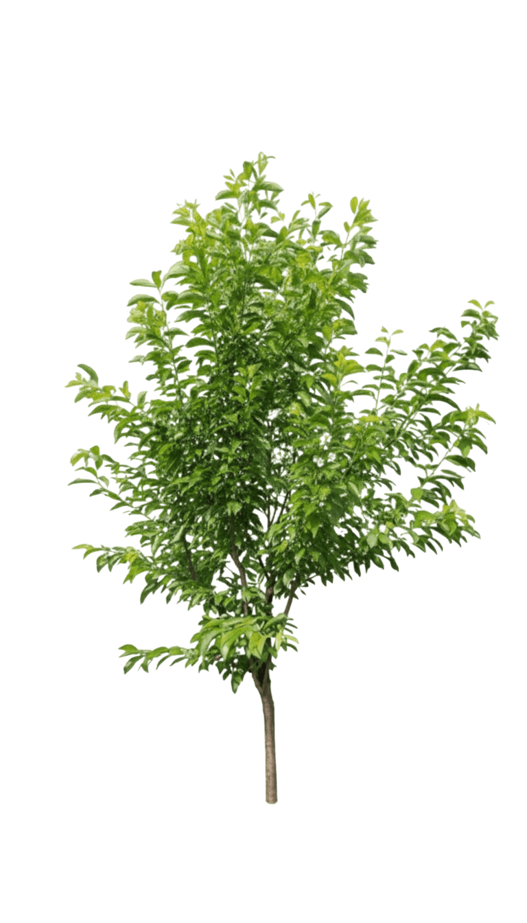 Plum, Toka (Prunus 'Toka') - Fruit Trees