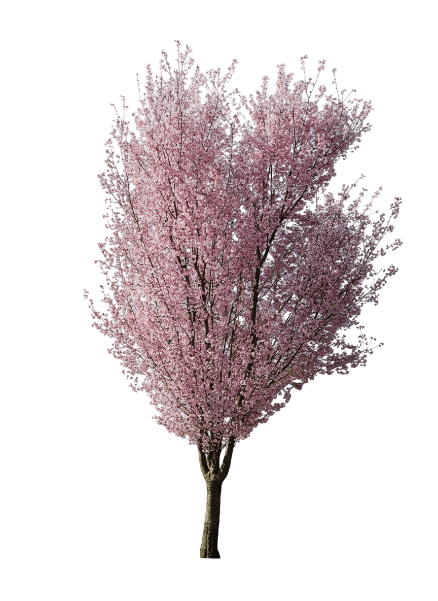 First Blush® Flowering Cherry (Prunus First Blush 'Jfs-Kw14') - Flowering Trees