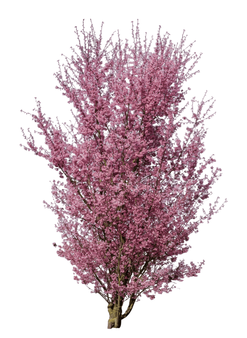 Flowering Cherry, Little Twist (Prunus Incisa) - Flowering Trees
