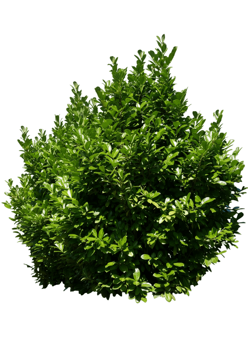 Volcano Cherry Laurel (Prunus Laurocerasus 'Volcano') - Ground Layers