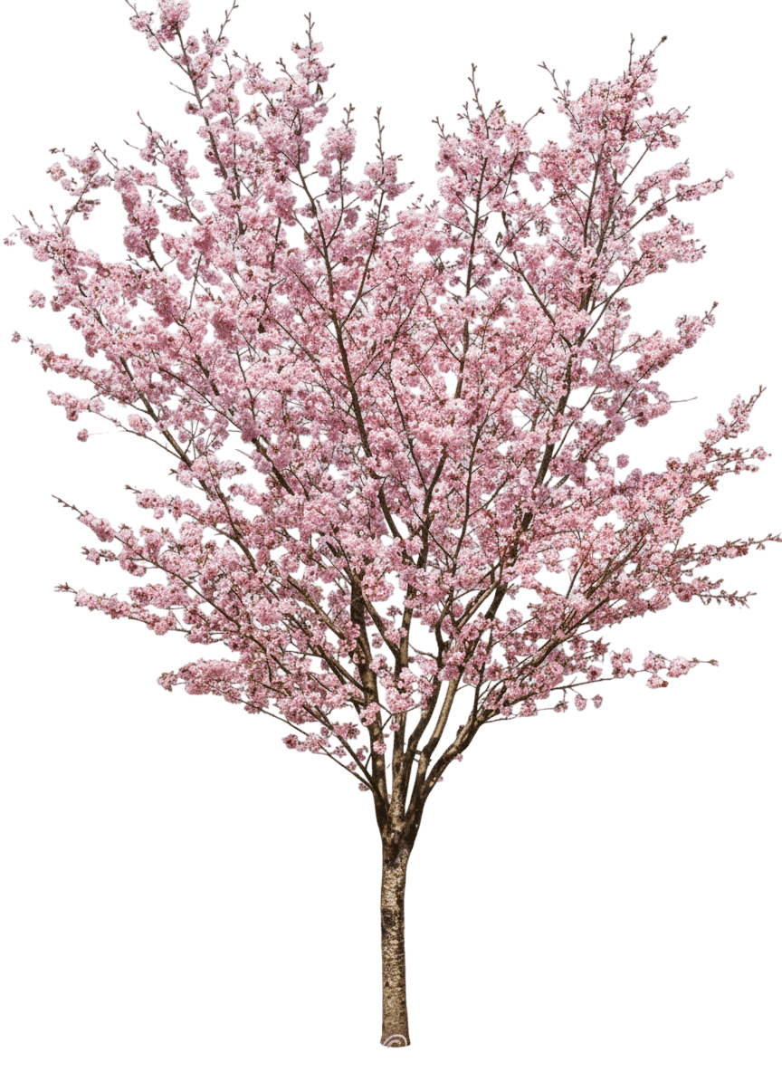 Pink Flair® Sargent Cherry (Prunus Sargentii Pink Flair 'Jfs-Kw58') - Flowering Trees