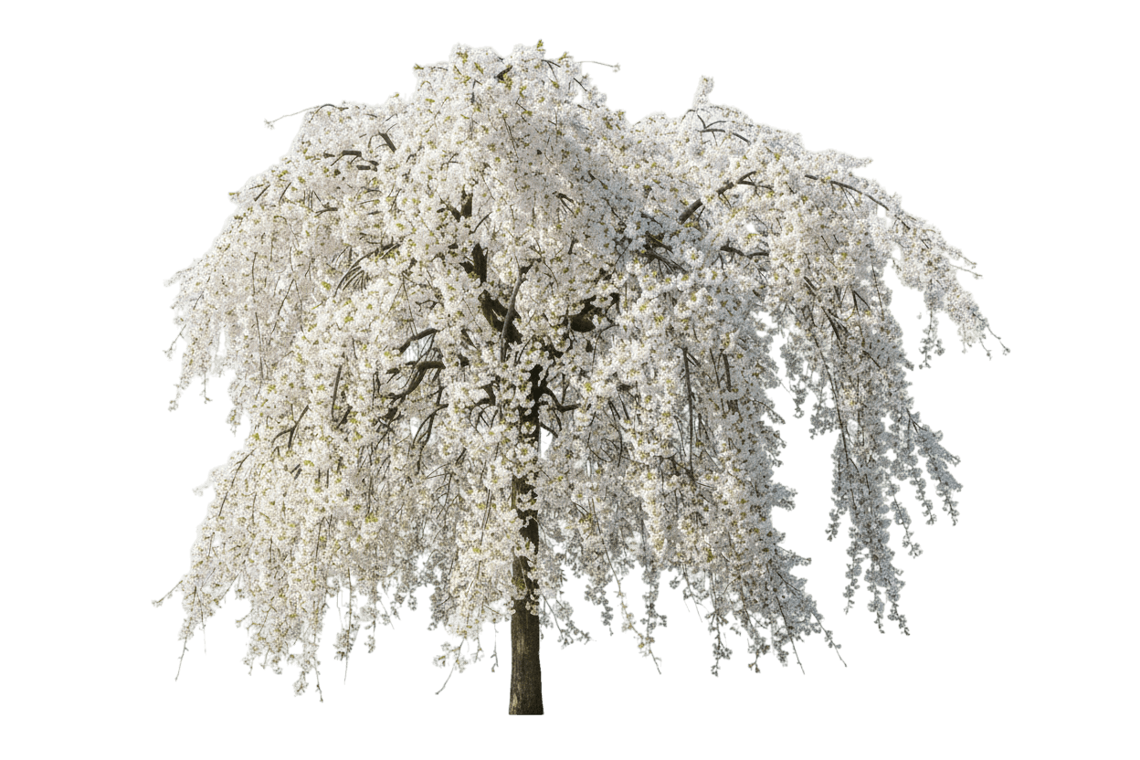 Snow Fountains® Weeping Cherry Tree Form (Prunus Snow Fountains 'Snofozam') - Flowering Trees