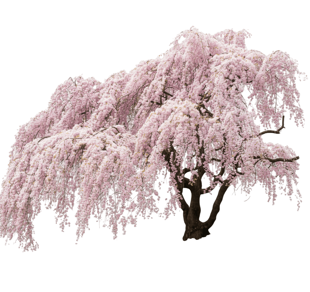 Double Weeping Japanese Cherry Standard (Prunus Subhirtella 'Pendula Plena Rosea') - Flowering Trees