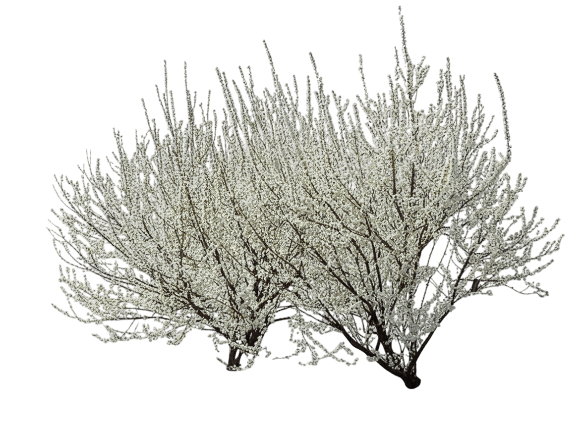 White Delight Nanking Cherry (Prunus Tomentosa 'White Delight') - Ground Layers