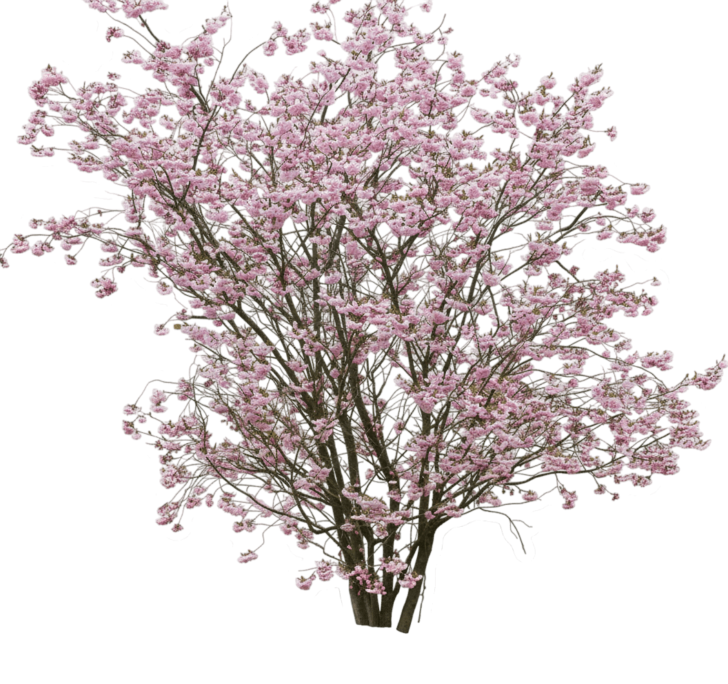 Plum, Double Flowering (Prunus Triloba) - Ground Layers