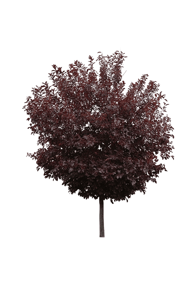 Chokecherry, Canada Red (Prunus Virginiana ‘Canada Red’) - Flowering Trees