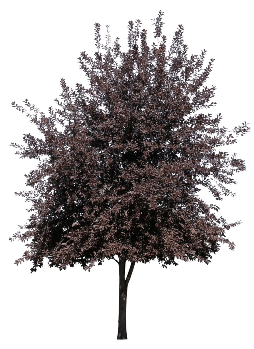 Chokecherry, Schubert (Prunus Virginiana 'Shubert') - Fruit Trees