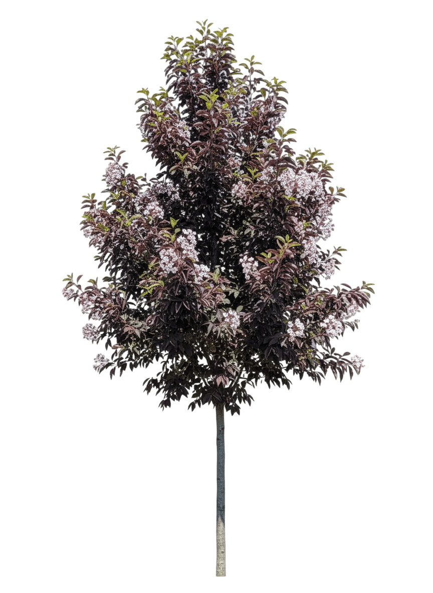 Chokecherry, Sucker Punch Red-Leaf *Call For Availability* (Prunus X Virginiana ‘P002S’) - Flowering Trees