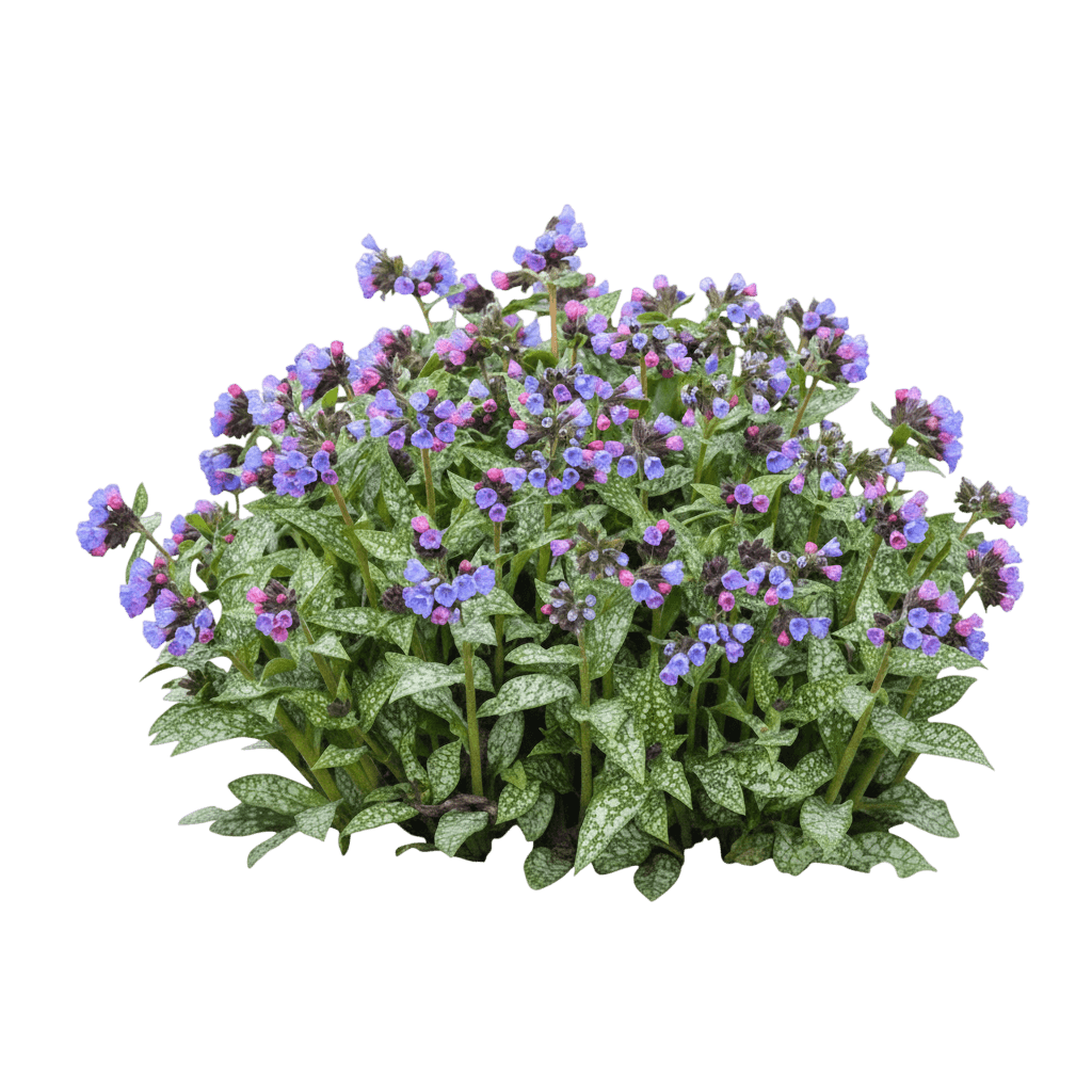 High Contrast Lungwort (Pulmonaria 'High Contrast') - Perennials