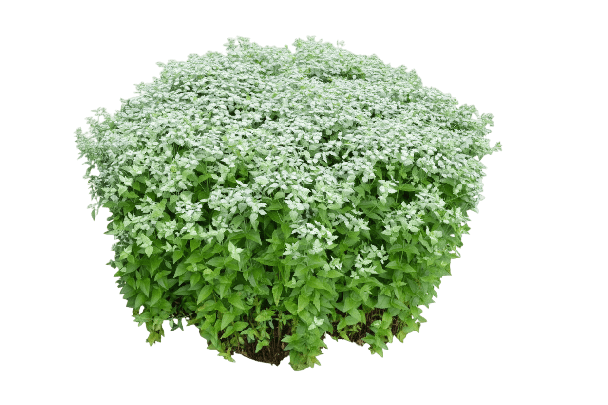 Clustered Mountainmint (Pycnanthemum Muticum) - Perennials