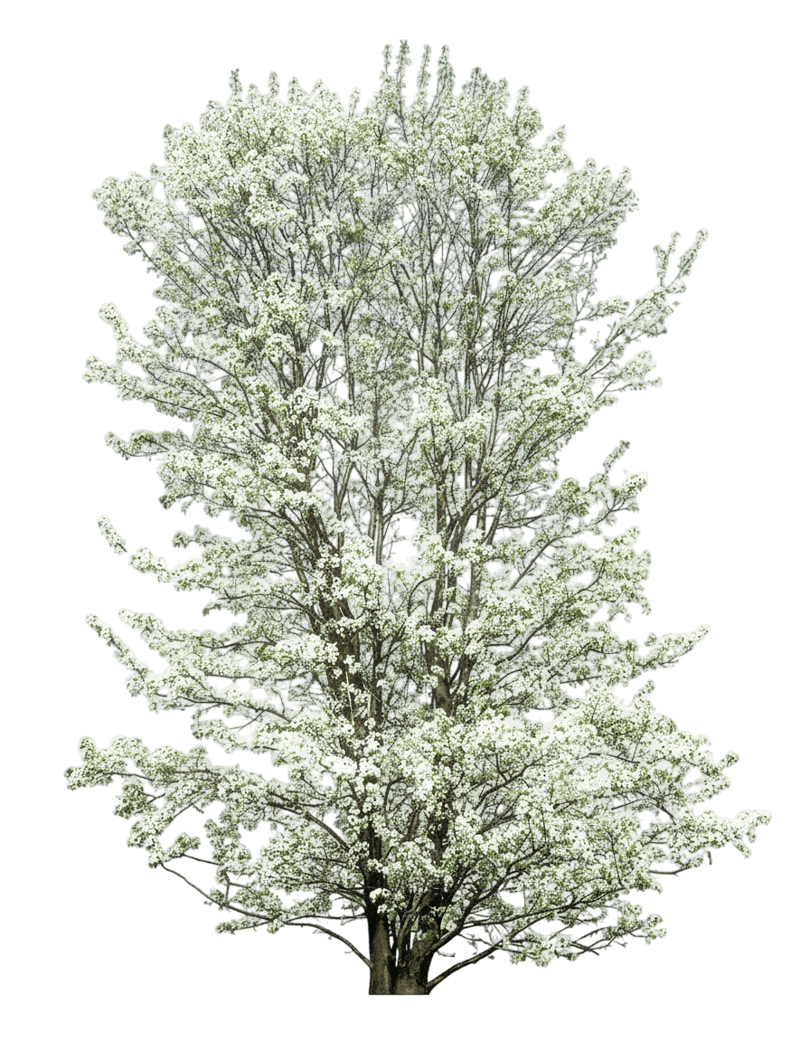 Pear, Aristocrat (Pyrus Calleryana ‘Aristocrat) - Flowering Trees