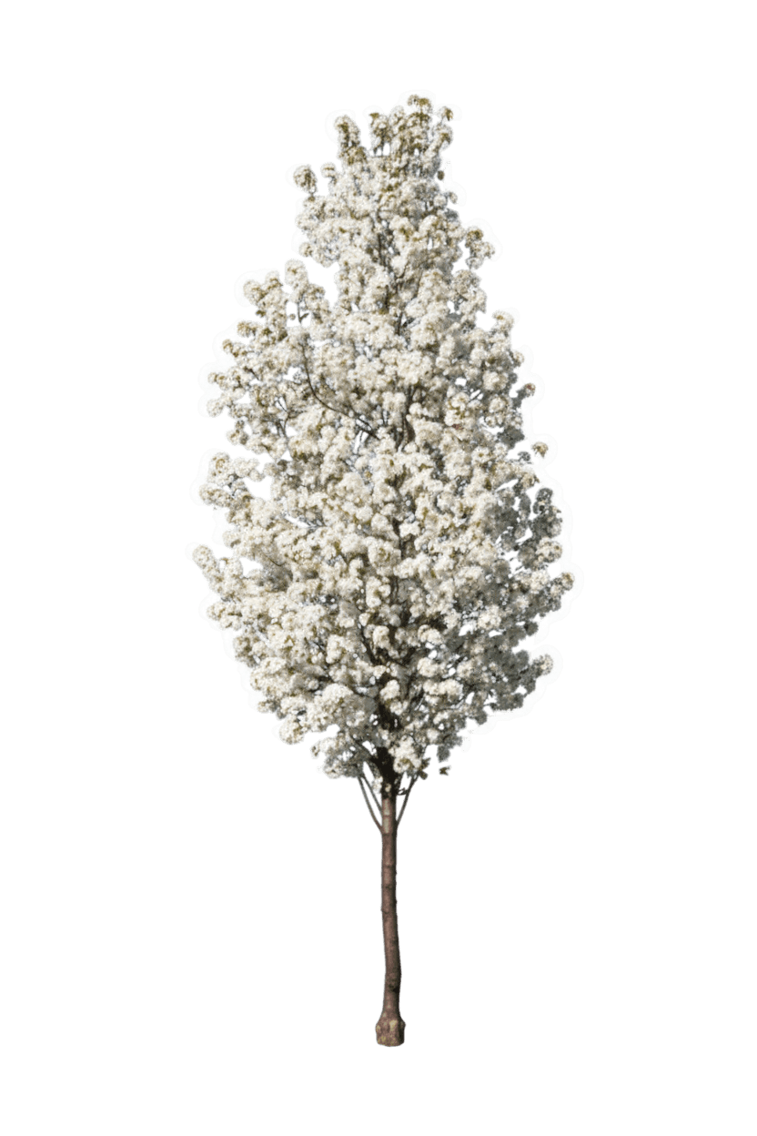 Pear, Redspire Flowering (Pyrus Calleryana 'Redspire') - Flowering Trees