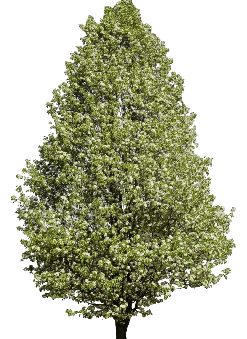 Pear, Chanticleer® Flowering (Pyrus Calleryana S Form 'Glen') - Flowering Trees