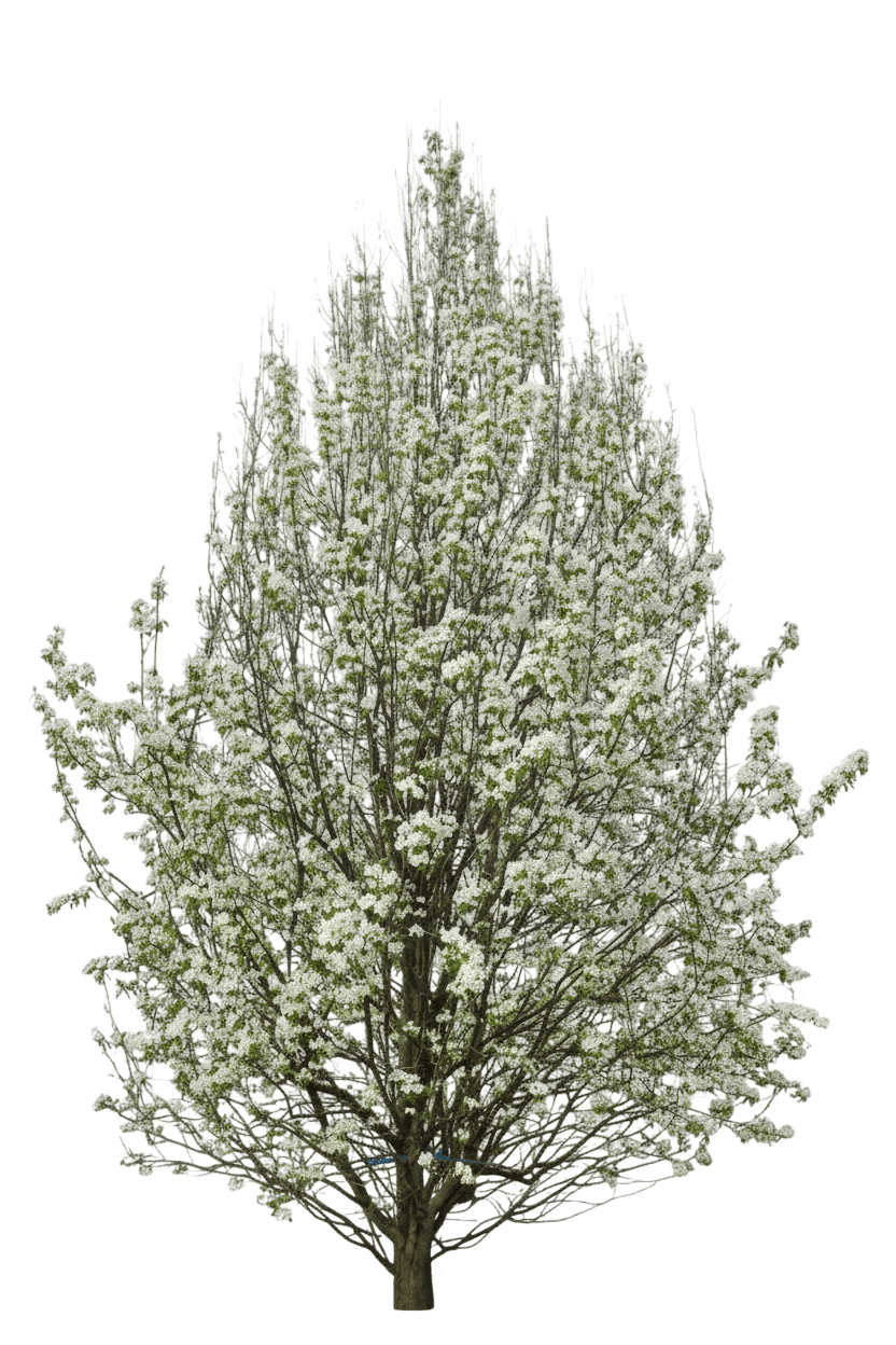 D'Anjou Pear (Pyrus Communis 'Anjou') - Fruit Trees