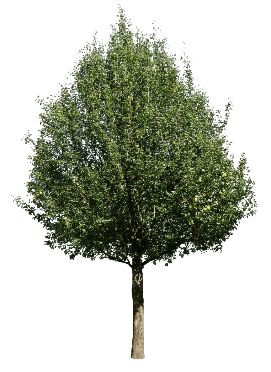 D'Anjou Pear Tree (Pyrus Communis 'D’Anjou') - Fruit Trees