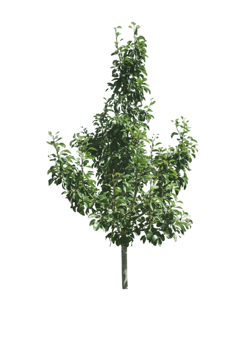 Pear, Summer Crisp (Pyrus Communis 'Summer Crisp') - Fruit Trees