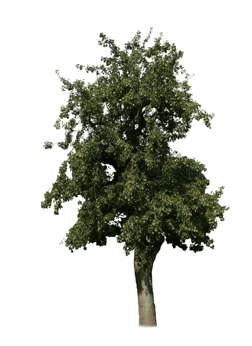 Bartlett Pear (Pyrus Communis 'Williams') - Fruit Trees