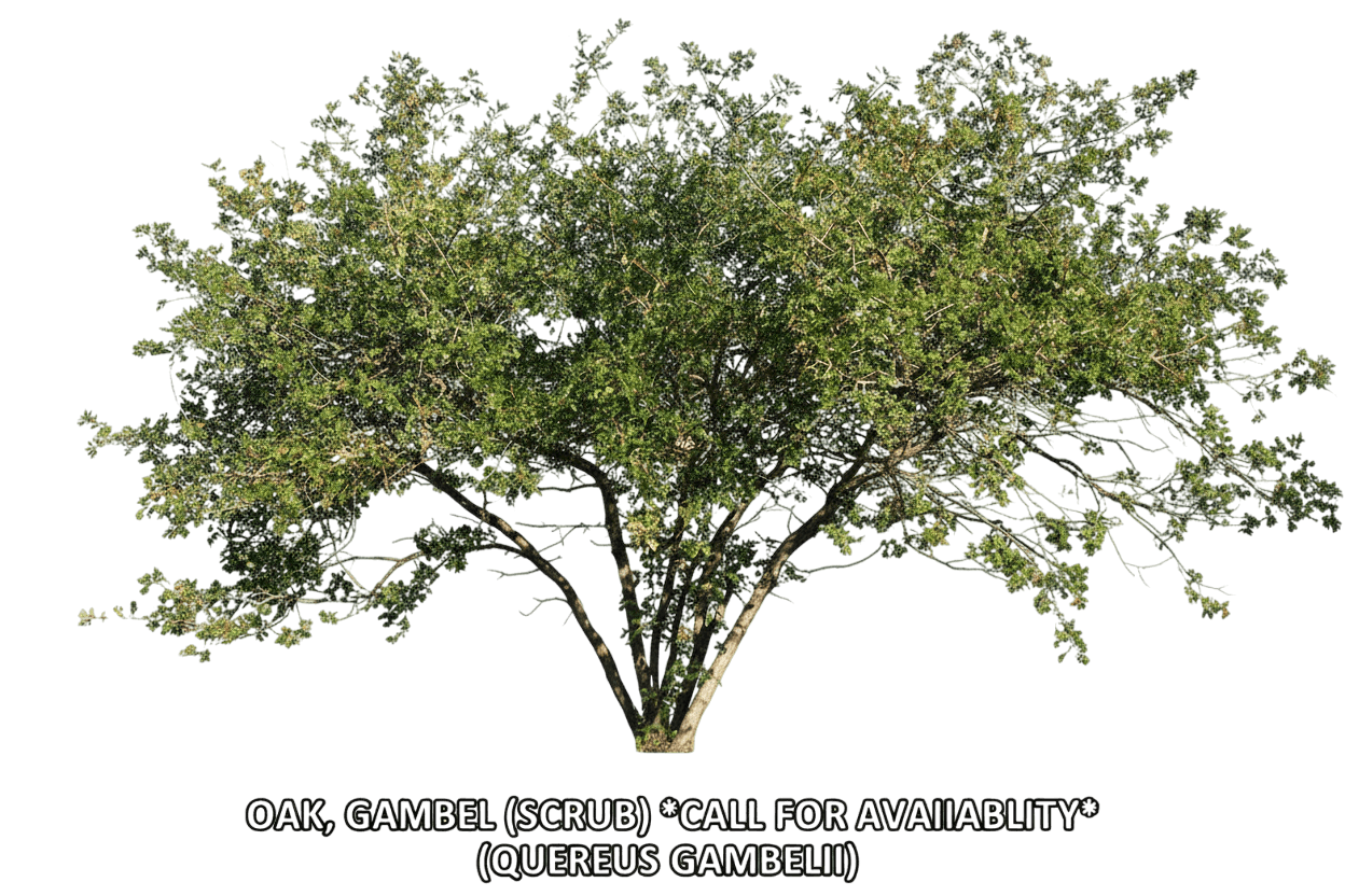 Oak, Gambel (Scrub) *Call For Availability* (Quercus Gambelli) - Shade Trees