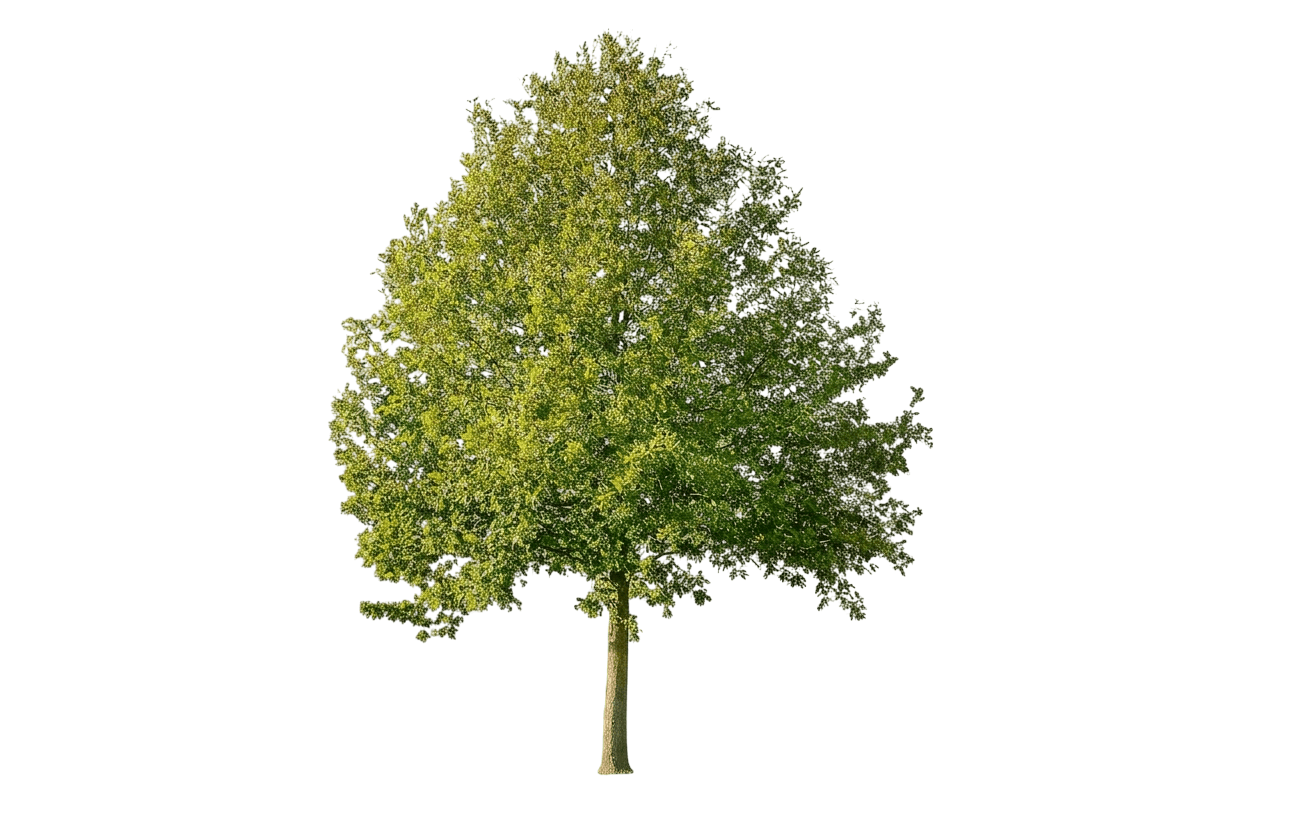 Oak, English (Quercus Robur) - Shade Trees