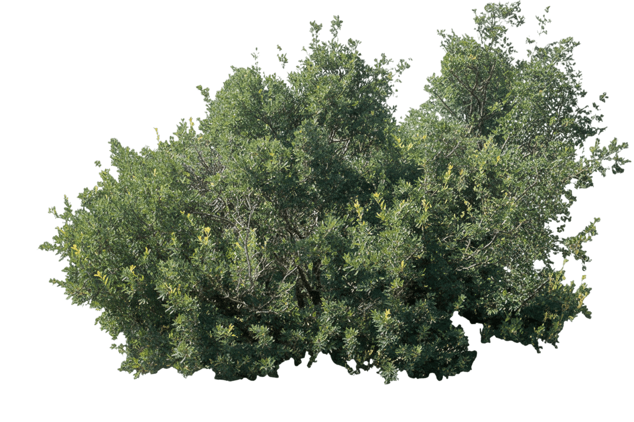 Oak, Wavyleaf (Quercus Undulata) - Shade Trees
