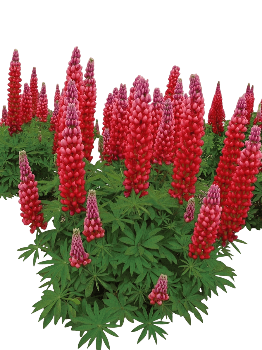 Staircase™ Red Lupine (Red Lupine 'Staircase') - Perennials