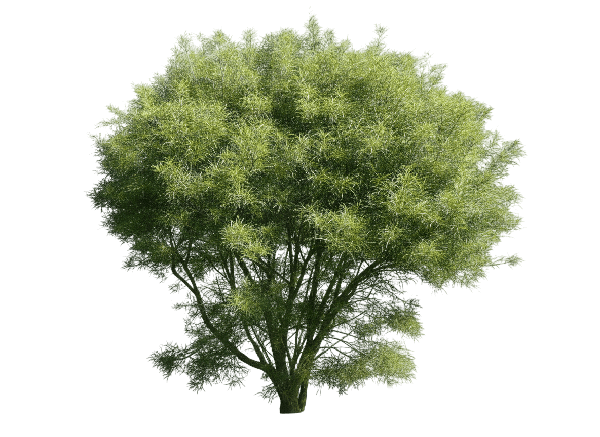 Buckthorn, Fernleaf (Rhamnus Frangula ‘Asplenifolia’) - Ground Layers