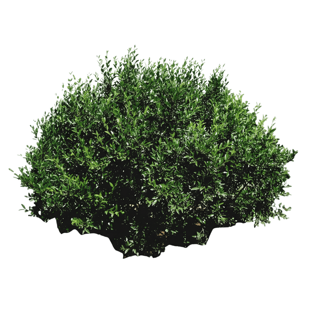 Buckthorn, Smith'S (Rhamnus Smithii) - Ground Layers