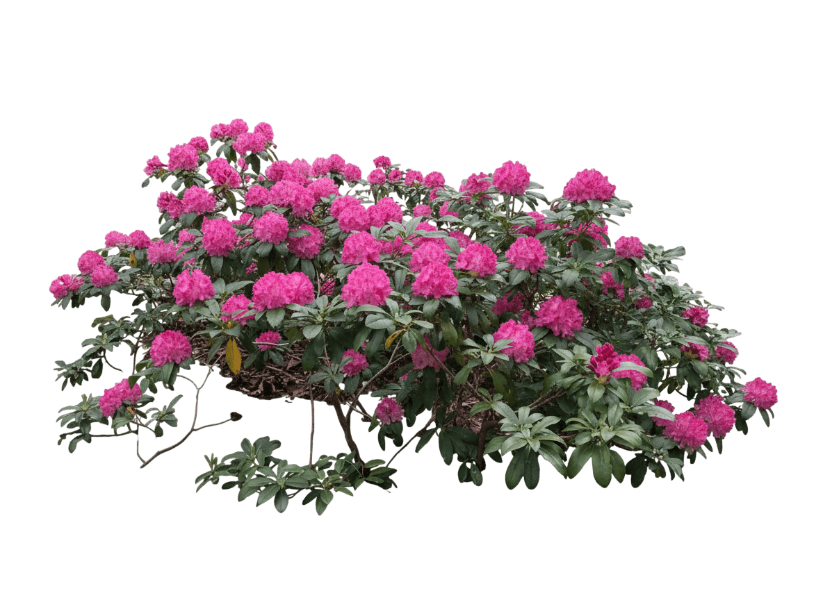 Roseum Pink Rhododendron (Rhododendron 'Roseum Pink') - Ground Layers